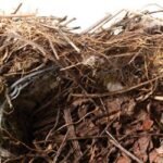 Empty Nest: Grief or Gratitude?