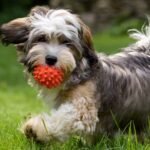 Navigating Dog Parks: Essential Tips and Etiquette
