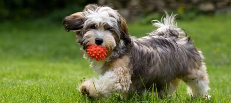Navigating Dog Parks: Essential Tips and Etiquette
