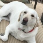 Lessons from Our Pets