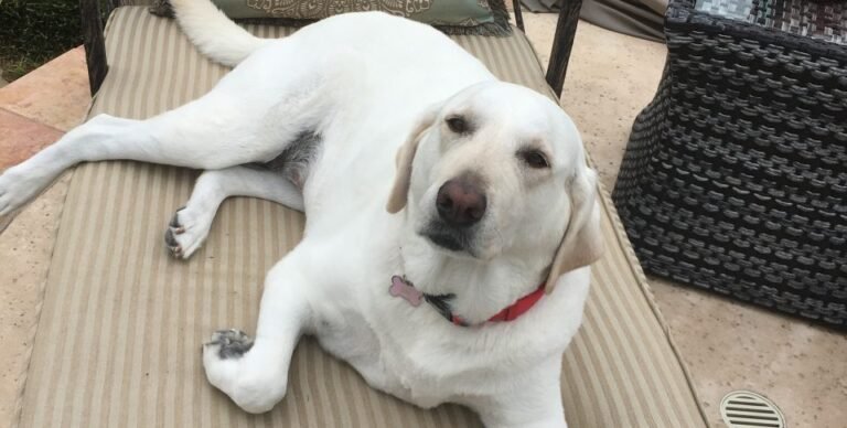 Lessons from Our Pets