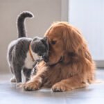 Healing Paws: The Soulful Impact of Animals on Humanity