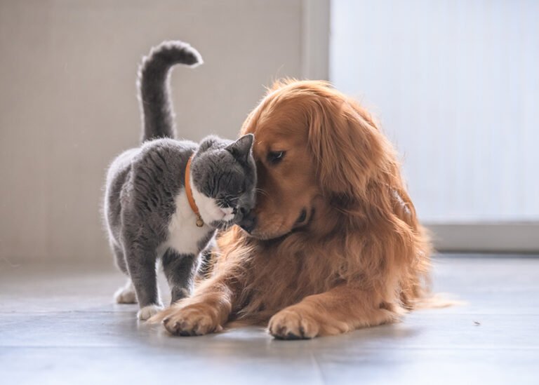 Healing Paws: The Soulful Impact of Animals on Humanity