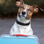 Custody of the Family Pet in Divorce
