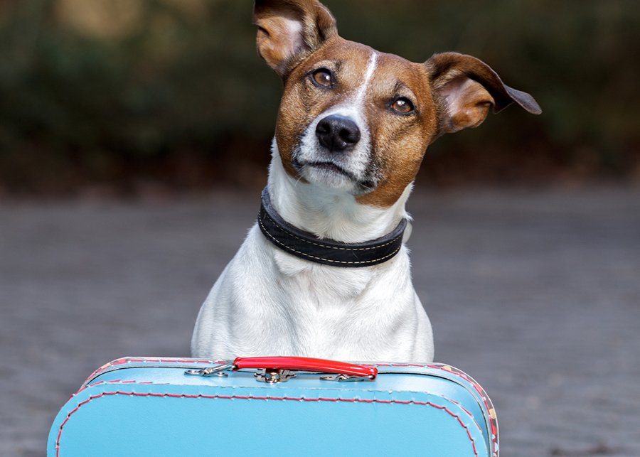 Custody of the Family Pet in Divorce