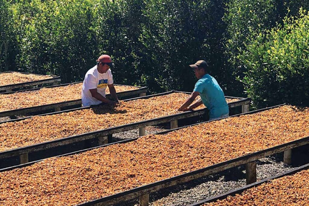 Innovating for Wellness: Pure Origin and Grounds for Health