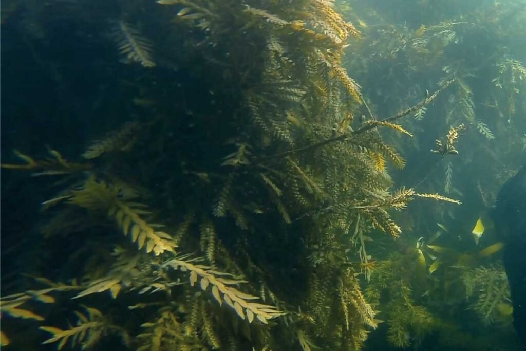Kelp Forests: Endangered Underwater Gardens